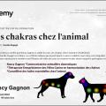 Certificat chakras animal